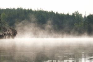 Toter Baum,bei Nebel der im Morgengrauen ins Wasser ragt