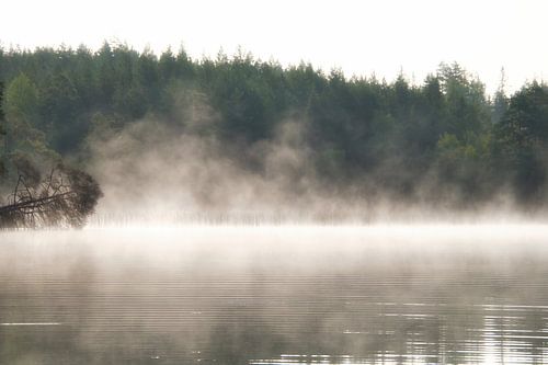 Dode boom, in de mist die tot in het water reikt bij zonsopgang