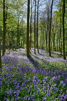 bluehende Hasengloeckchen  im Wald