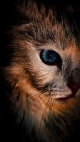 Faszinierender Blick: Eine Katze in einer dunklen, kontrastreichen Umgebung mit einem hypnotisierenden, tiefblauen Auge als strahlendes Zentrum