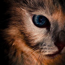 Faszinierender Blick: Eine Katze in einer dunklen, kontrastreichen Umgebung mit einem hypnotisierenden, tiefblauen Auge als strahlendes Zentrum von ByLulu