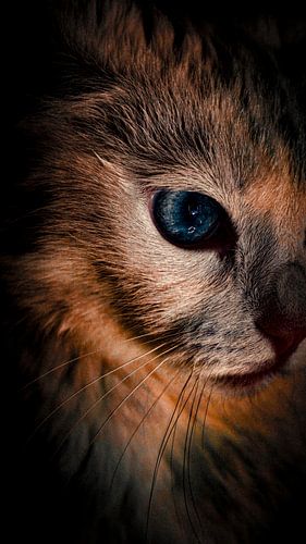 Intriguing Gaze: A Cat in a Dark, Contrasting Environment with One Hypnotising Deep Blue Eye as its Radiant Centre