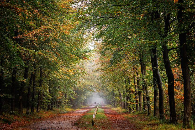 Mastbos im Herbst , Breda von I Love Breda