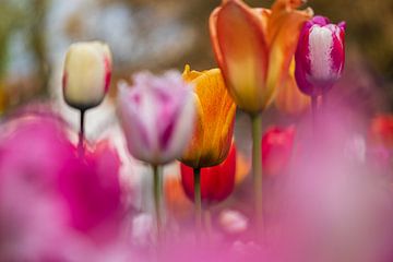 Tulipes sur Lisa Dumon