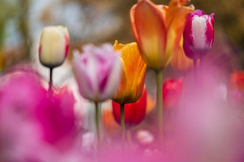 Tulpen
