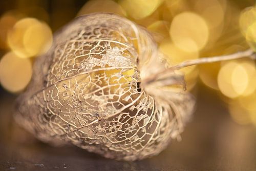 schitterende lampionplant