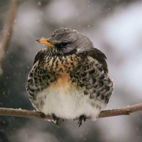 Juniper thrush in winter by Claudia Schwabe