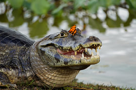 gentleness in the face of aggression by foto's van gijs