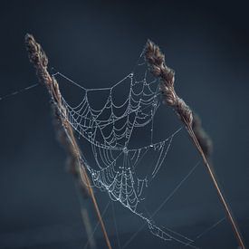 Regendruppels op spinnenwebben van Linda Lu