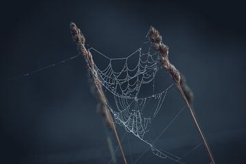 Regendruppels op spinnenwebben van Linda Lu