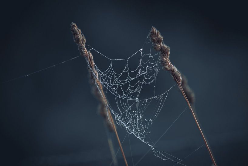 Raindrops on cobwebs by Linda Lu