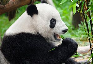 Pandabär frisst Bambus