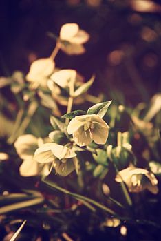 Bloem