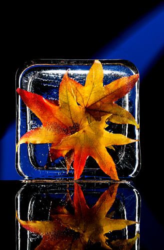 ingevroren bladeren van Japanse esdoorn