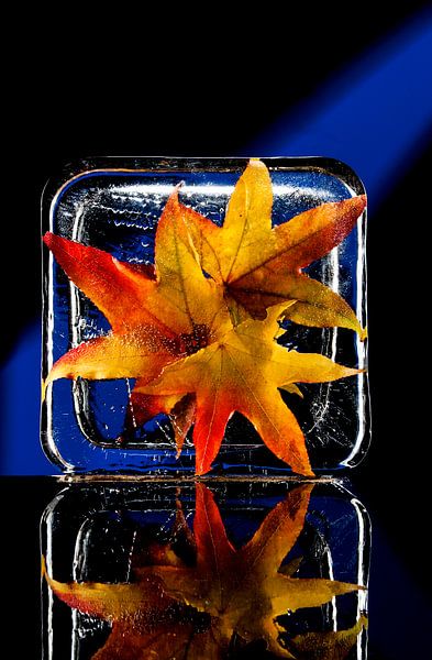 frozen leaves of Japanese maple by Gerhard de Wit