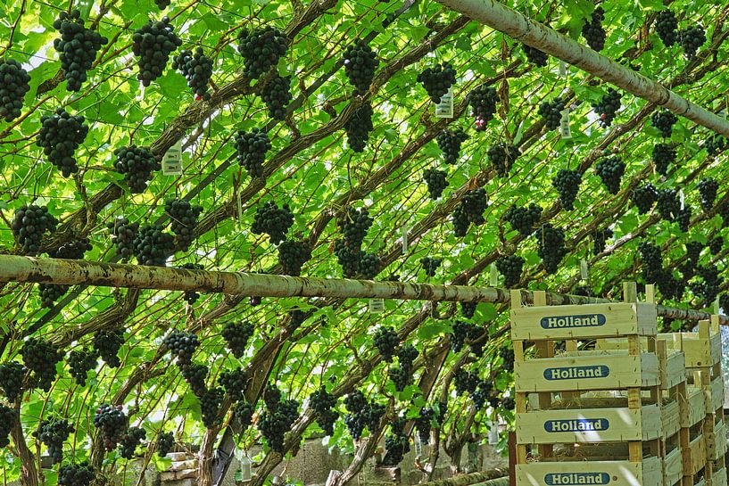 Greenhouse with large bunches of Westland blue grapes by Gert van Santen