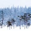 bomen in de sneeuw van Ed Klungers