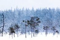 bomen in de sneeuw van Ed Klungers thumbnail