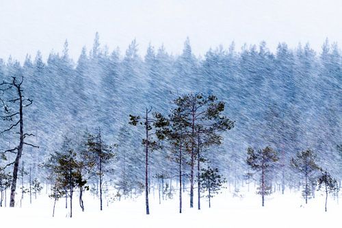 bomen in de sneeuw