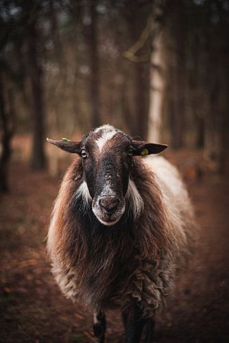 Drents Heidschnucken