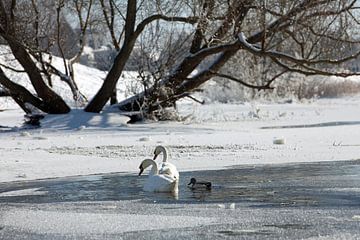 Zwanen in de Elbe-weiden bij Magdeburg (Saksen-Anhalt)