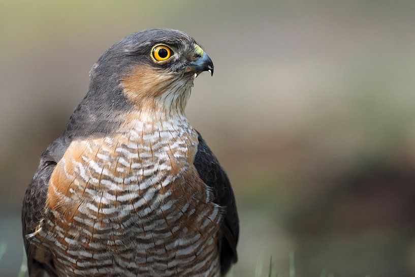 Close-up of a male hawk.  by Astrid Brouwers