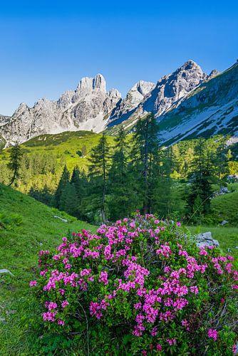 Mountain landscape "Alpenrose on the Rinderfeld". by Coen Weesjes