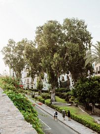 Ibiza | Die schöne grüne Umgebung von Ibiza-Stadt in Spanien von Amber Francis