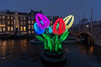 Tulipes pendant le festival des lumières d'Amsterdam.