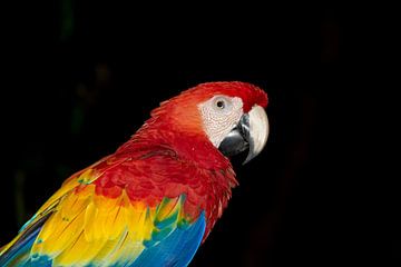Portrait of a bright red macaw by Tilo Grellmann