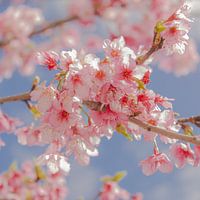 Cherry Blossoms I