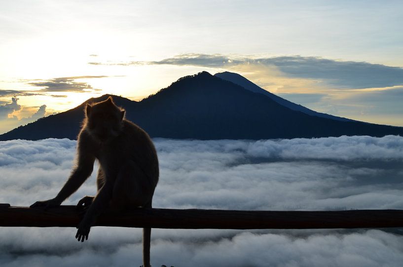 Ein Affe bei Sonnenaufgang in Bali von Laura