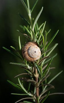 Snail on rosemary by Ulrike Leone