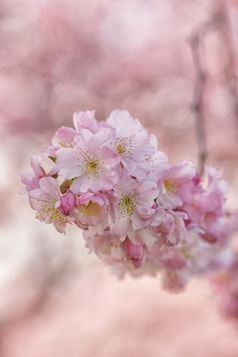 Spring in the air