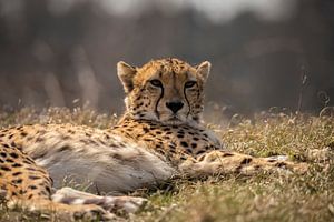 Cheetah, Cheeta. Acinonyx jubatus von Gert Hilbink