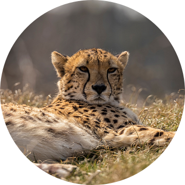 Jachtluipaard, Cheeta. Acinonyx jubatus van Gert Hilbink