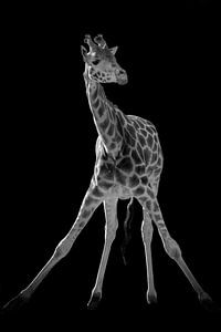 Giraffe Yoga in schwarz und weiß
