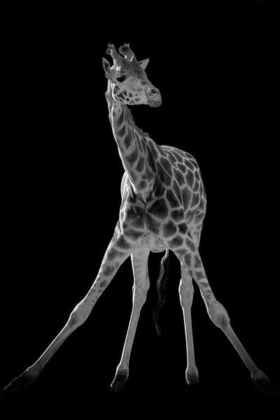 Giraffe yoga in black and white by Marjolein van Middelkoop