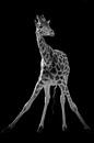 Giraffe yoga in black and white by Marjolein van Middelkoop thumbnail