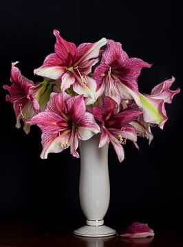 Amaryllis bouquet