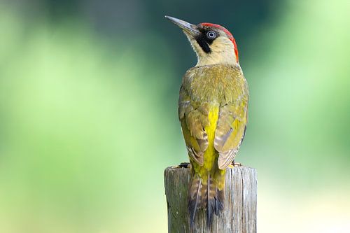 Grünspecht von Stan Bouman