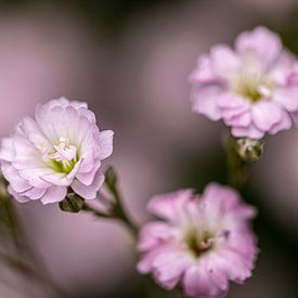 Seidig weiche Blumen von Francisco Dorsman