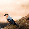 Bullfinch – Pyrrhula pyrrhula by whmpictures .com