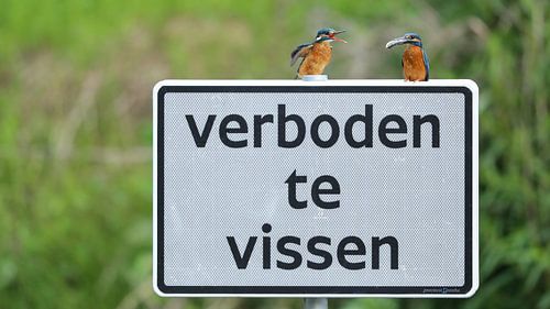 ijsvogel