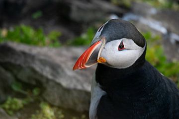 Puffin in Iceland by Manon Verijdt