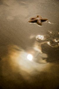 Étoile de mer dans la lumière dorée du soleil