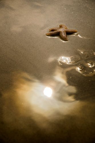 Zeester in gouden zonlicht