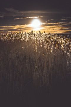 Hintergrundbeleuchtung auf Federn in einem Reedfeld von Fotografiecor .nl