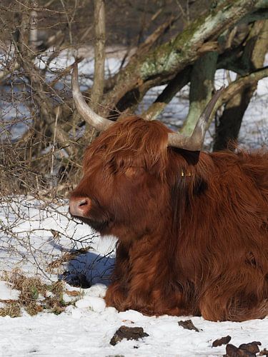 Amsterdamse Bos Scottish Highlander
