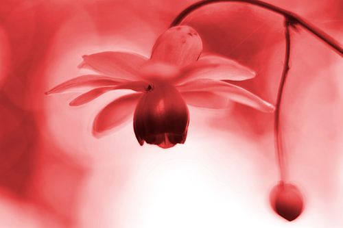 Lantern with spider vintage red by Sascha van Dam